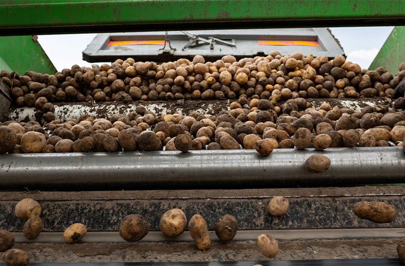 Potato